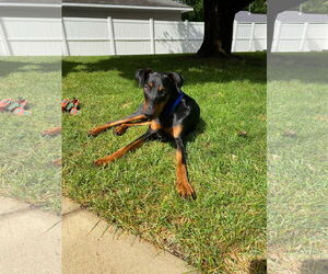 Doberman Pinscher Dogs for adoption in Minneaoplis, MN, USA