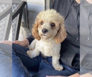 Poodle (Miniature) Dogs for adoption in Harrison, AR, USA