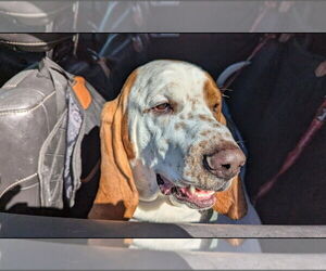 Basset Hound Dogs for adoption in Brookville, OH, USA