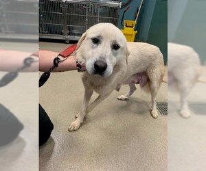 Great Pyrenees Dogs for adoption in Newton, NC, USA
