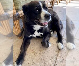 Australian Mountain Dog Dogs for adoption in Valrico, FL, USA