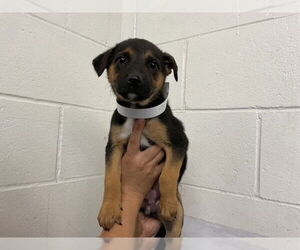 German Shepherd Dog-Unknown Mix Dogs for adoption in San Bernardino, CA, USA