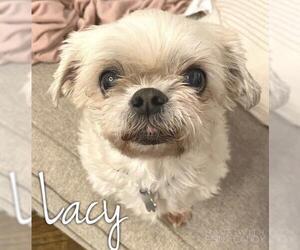 Shih Tzu Dogs for adoption in Coppell, TX, USA