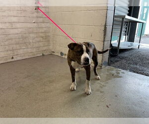 American Pit Bull Terrier-Unknown Mix Dogs for adoption in San Bernardino, CA, USA