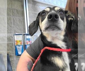 Dachshund Dogs for adoption in Evansville, IN, USA