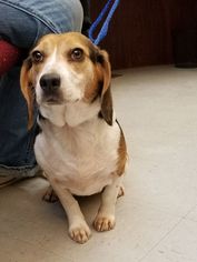 Beagle Dogs for adoption in Low Moor, VA, USA