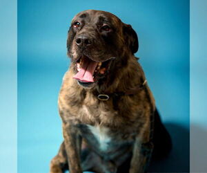 Mutt Dogs for adoption in Rowlett, TX, USA