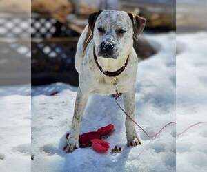 Medium Photo #2 American Staffordshire Terrier-Unknown Mix Puppy For Sale in Hewitt, NJ, USA