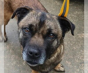 Mutt Dogs for adoption in Canton, CT, USA