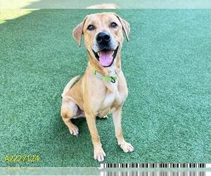 Labrador Retriever Dogs for adoption in West Palm Beach, FL, USA