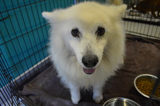 American Eskimo Dog Dogs for adoption in Bryan, TX, USA