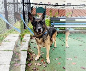 German Shepherd Dog Dogs for adoption in Perth Amboy, NJ, USA