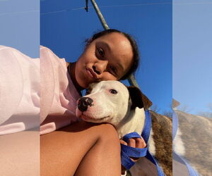 Basenji-Catahoula Leopard Dog Mix Dogs for adoption in Monticello, MS, USA