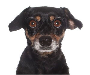 Chiweenie Dogs for adoption in Oakland Park, FL, USA