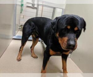 Rottweiler Dogs for adoption in Santa Maria, CA, USA