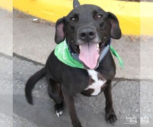 Labrador Retriever-Unknown Mix Dogs for adoption in Washington, DC, USA