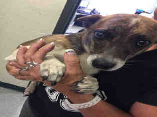 Chi-Corgi Dogs for adoption in Hanford, CA, USA
