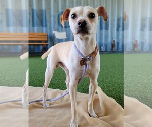 Chihuahua Dogs for adoption in Woodland, CA, USA