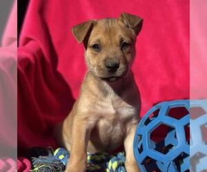 Labrador Retriever-Unknown Mix Dogs for adoption in San Diego, CA, USA