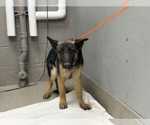 German Shepherd Dog-Unknown Mix Dogs for adoption in Las Vegas, NV, USA