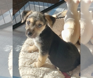 Cairn Terrier-Unknown Mix Dogs for adoption in Long Beach, CA, USA