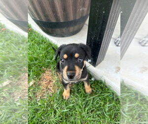 Coonhound-German Pinscher Mix Dogs for adoption in New Orleans, LA, USA