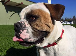 Bull-Boxer Dogs for adoption in Alameda, CA, USA