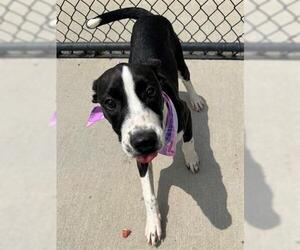 Labrador Retriever-Unknown Mix Dogs for adoption in Tulsa, OK, USA