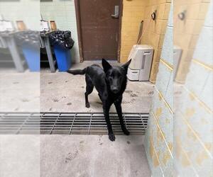 German Shepherd Dog Dogs for adoption in Stockton, CA, USA