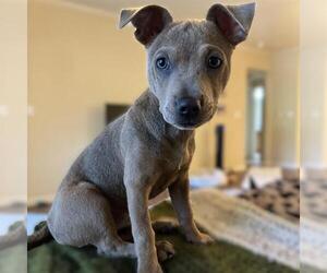 Labrador Retriever Dogs for adoption in San Antonio, TX, USA