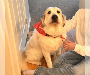 Great Pyrenees Dogs for adoption in Bountiful, UT, USA