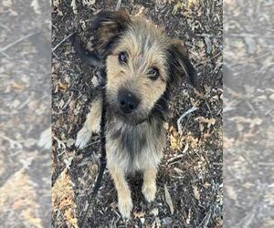 Mutt Dogs for adoption in Placerville, CA, USA