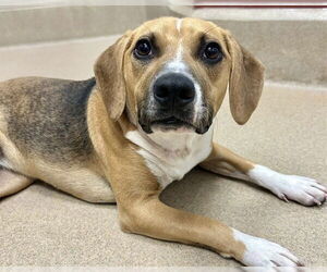 Beagle-Unknown Mix Dogs for adoption in Raleigh, NC, USA