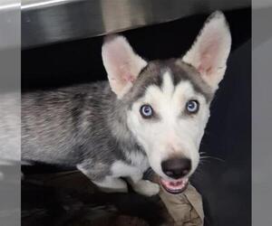- Mix Dogs for adoption in Bakersfield, CA, USA