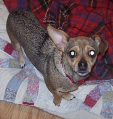 Chiweenie Dogs for adoption in Newfoundland, PA, USA