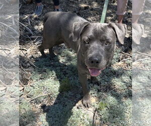 American Staffordshire Terrier-Unknown Mix Dogs for adoption in Incline Village, NV, USA