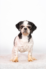 Medium Photo #1 Shih Tzu Puppy For Sale in St. Louis Park, MN, USA