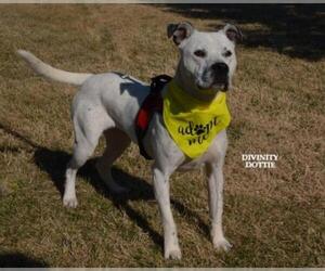 American Bulldog-Dalmatian Mix Dogs for adoption in Raytown, MO, USA