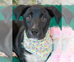 Labrador Retriever-Unknown Mix Dogs for adoption in Kennesaw, GA, USA