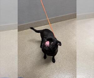 Pug-Unknown Mix Dogs for adoption in Las Vegas, NV, USA