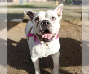 American Staffordshire Terrier-Unknown Mix Dogs for adoption in San Antonio, TX, USA