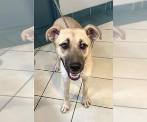 Shepradors Dogs for adoption in Newton, NC, USA