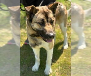 Akita-German Shepherd Dog Mix Dogs for adoption in Newfoundland, PA, USA