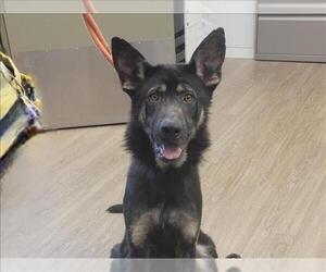 German Shepherd Dog Dogs for adoption in Martinez, CA, USA