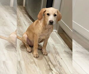 Mutt Dogs for adoption in Boston, MA, USA