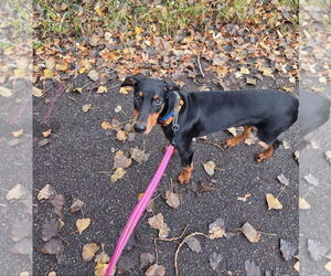 Doberman Pinscher Dogs for adoption in Buffalo, MN, USA