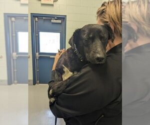 Basset Hound-Labrador Retriever Mix Dogs for adoption in Corpus Christi, TX, USA