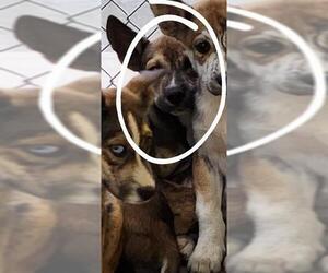 Huskies -Unknown Mix Dogs for adoption in Temple, TX, USA