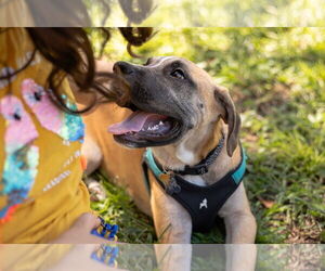 Labrador Retriever-Unknown Mix Dogs for adoption in Sanford, FL, USA