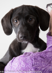Small German Shorthaired Lab
